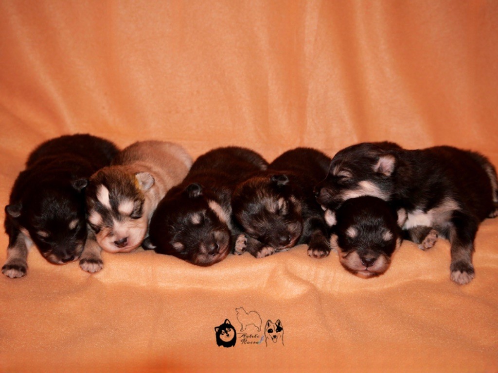 Aateli Koira - Chien finnois de Laponie - Portée née le 03/03/2024