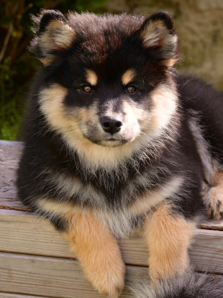 Aateli Koira - Chiots disponibles - Chien finnois de Laponie